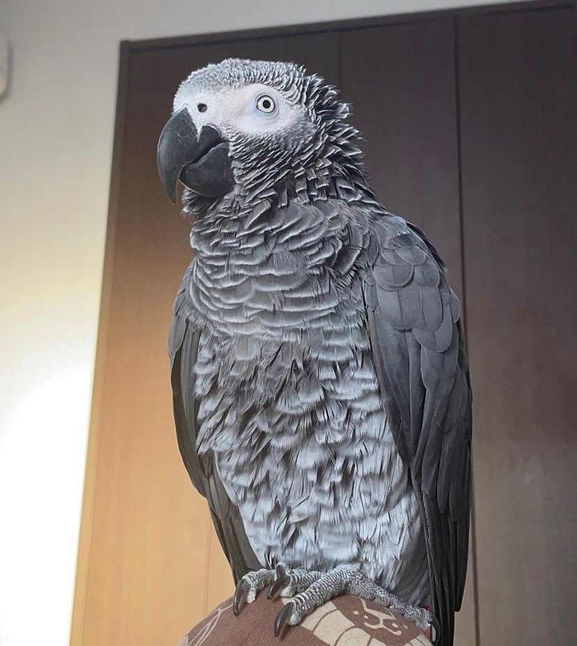 Gray African parrot